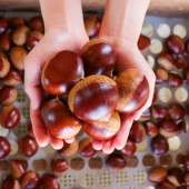 Ngọt ngào hạt dẻ Tamba – hương vị khó cưỡng của mùa thu Nhật Bản